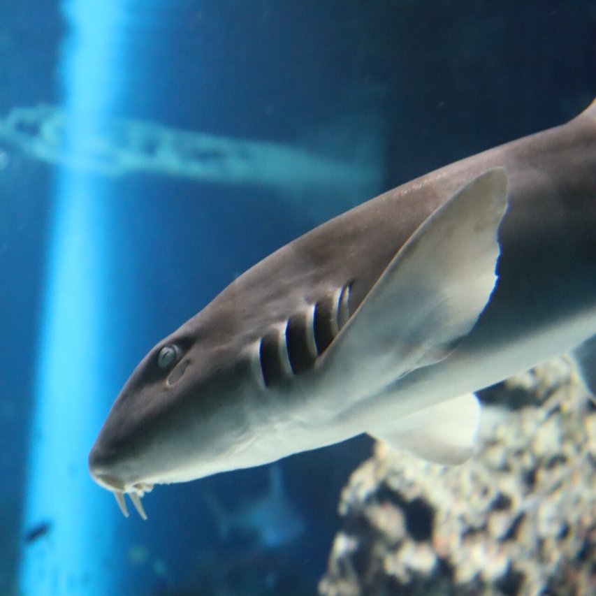 マクセルアクアパーク品川のサメ Pistrix Shark Note