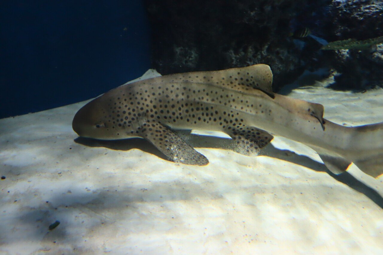 マクセルアクアパーク品川のサメ Pistrix Shark Note マクセルアクアパーク品川のサメ Pistrix Shark Note