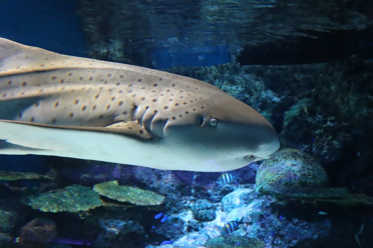 マクセルアクアパーク品川のサメ Pistrix Shark Note マクセルアクアパーク品川のサメ Pistrix Shark Note