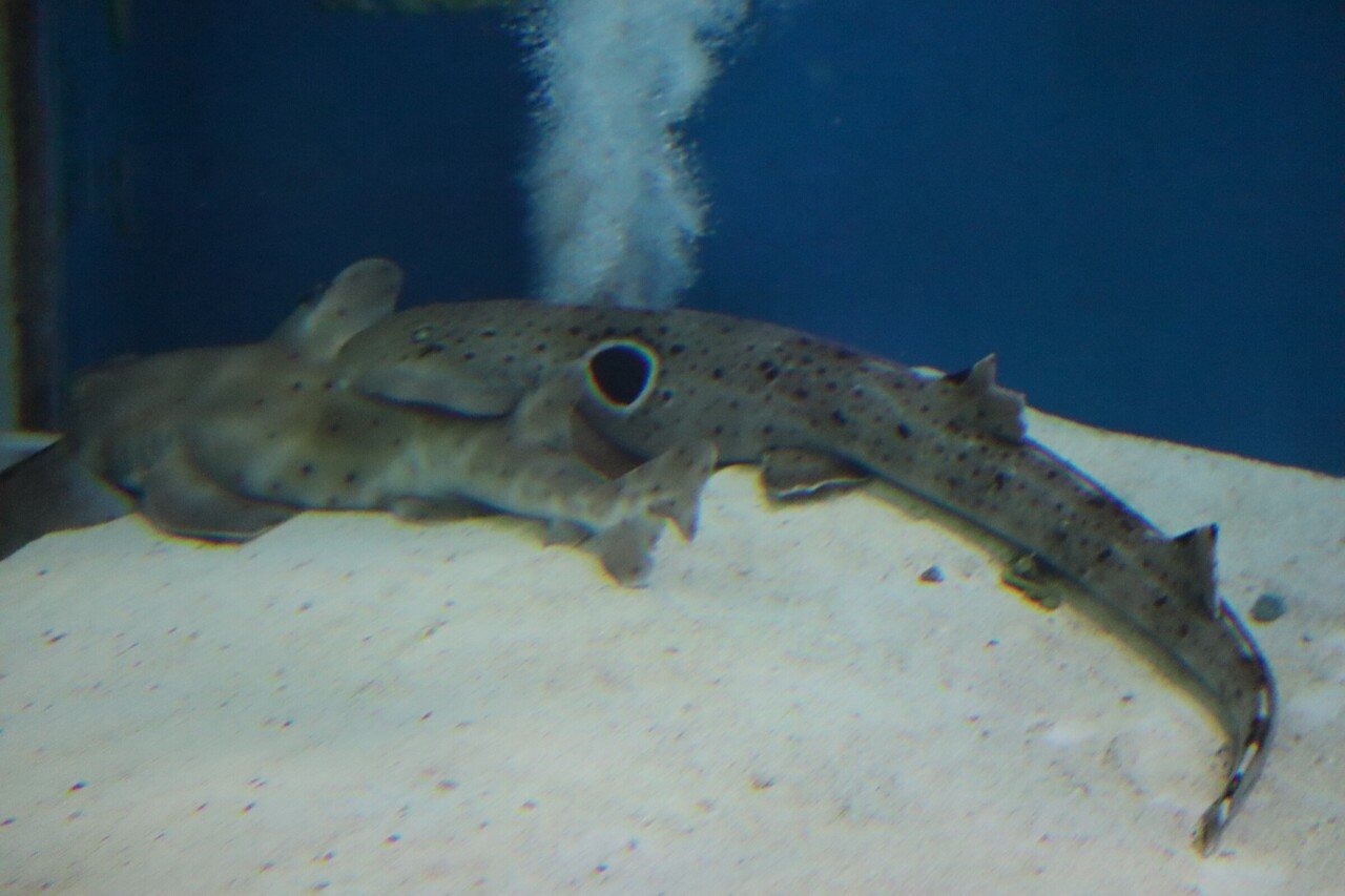 マクセルアクアパーク品川のサメ Pistrix Shark Note マクセルアクアパーク品川のサメ Pistrix Shark Note