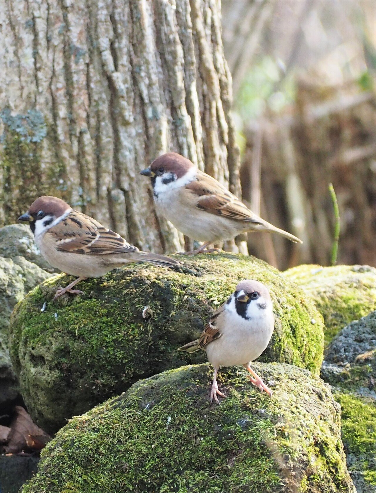 寒雀ググった意味が強烈だ かんすずめググったいみがきょうれつだ かんすずめ 寒雀 冬の季語 寒中のスズメ 美味で滋養に富むという 意味を知ってビックリだわ O 食べてる人いるの もんちゃん Note