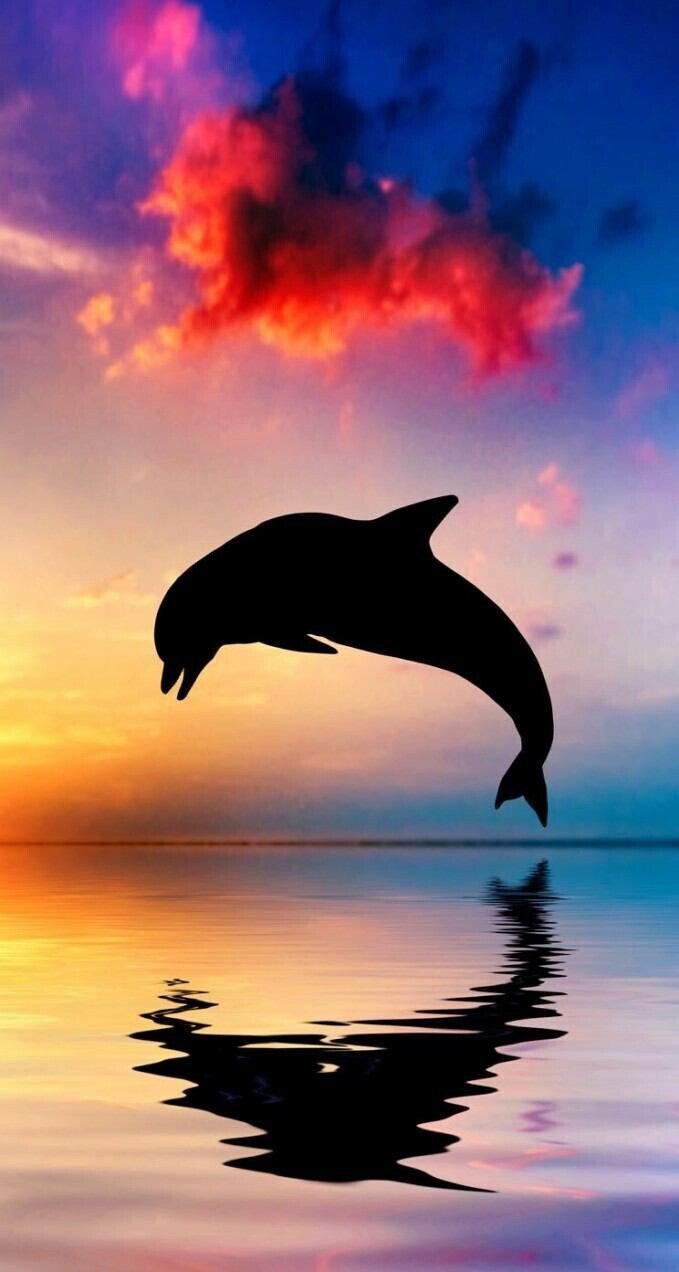 ドルフィンの姿美し夕の海 どるふぃんのすがたうつくしゆうのうみ 冬の季語 イルカ ドルフィン 夕方の海でジャンプする ドルフィンの姿が美しかったことを詠いました もんちゃん Note