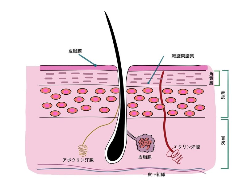 アポクリン腺 エクリン腺