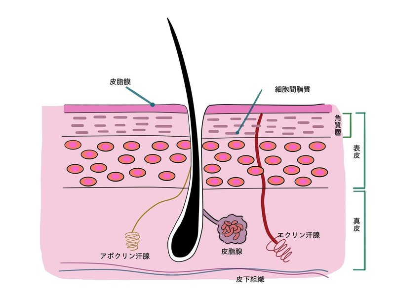 アポクリン腺　エクリン腺