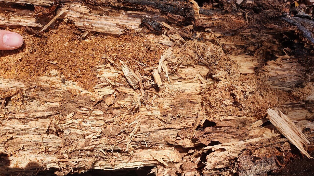 山梨県 オオクワガタ 材割り採集記｜キヨタミ