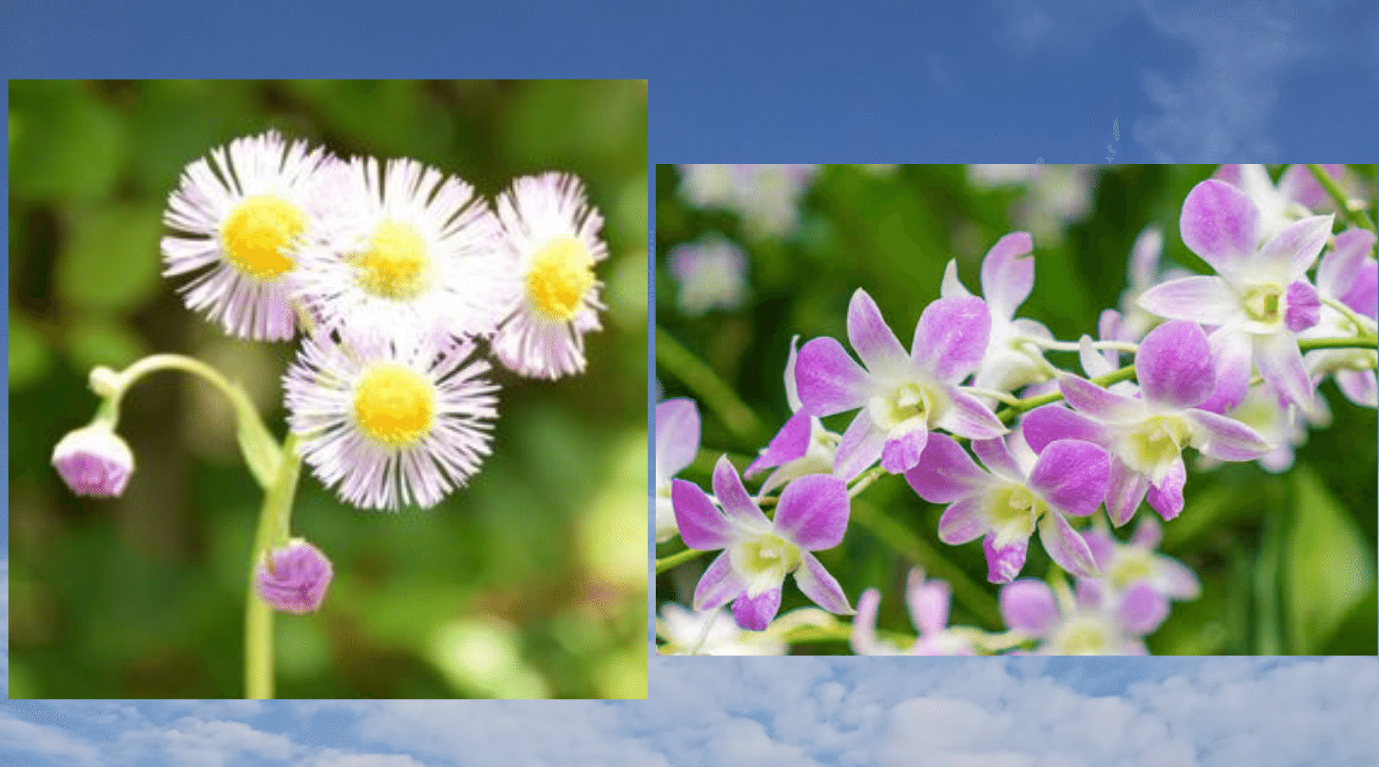 デンファレ の新着タグ記事一覧 Note つくる つながる とどける