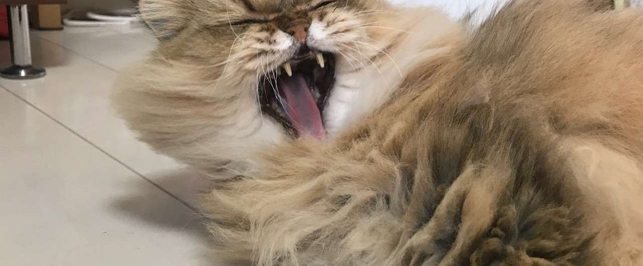 警戒心のない猫 牧野なおき Note
