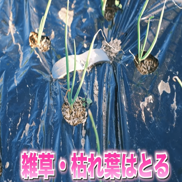 簡単 玉ねぎの追肥方法 井上寅雄農園 井上隆太朗 Note