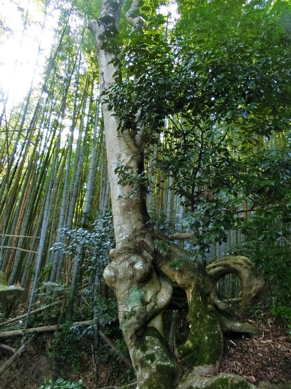 画像7