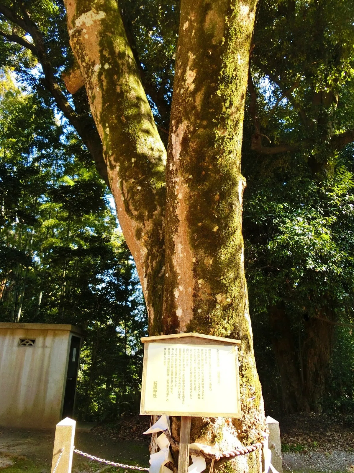 画像18