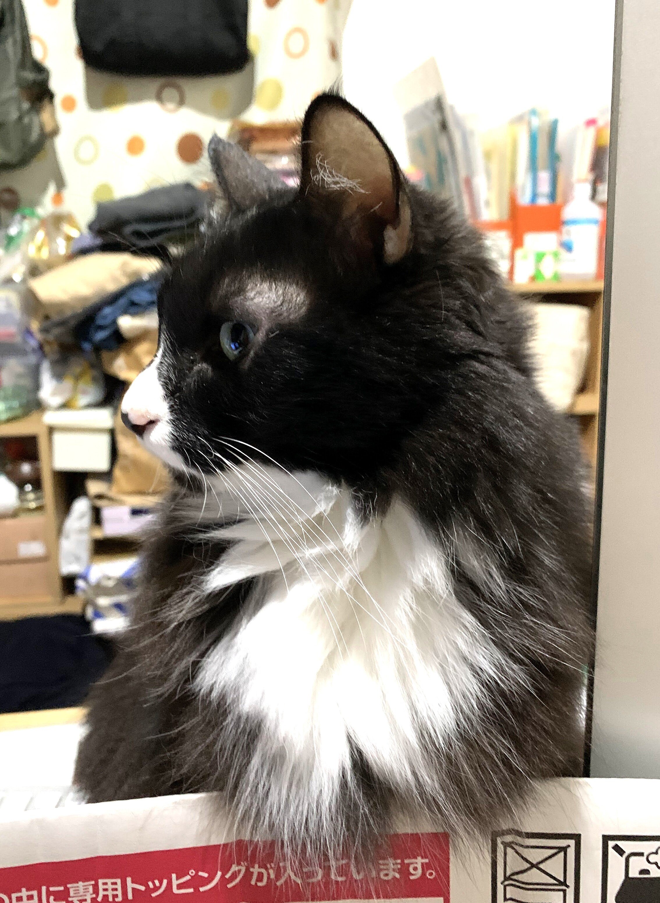 ねこゲリ の新着タグ記事一覧 Note つくる つながる とどける