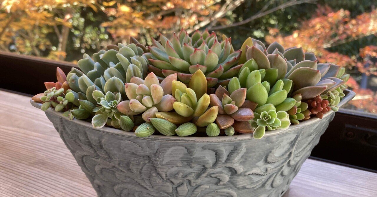 多肉植物 七福神大鉢作り