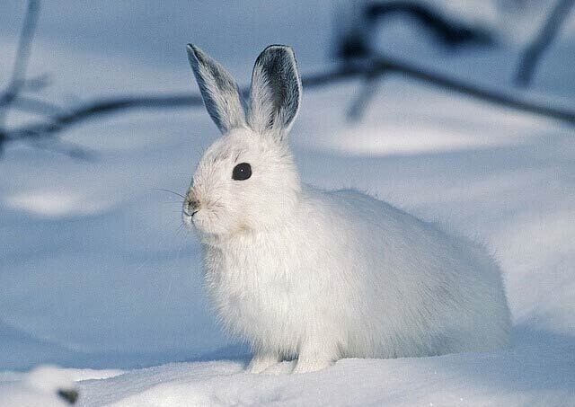 冬の季語 ゆきうさぎ 蝦夷の地に白い妖精ゆきうさぎ えぞのちにしろいようせいゆきうさぎ 北海道に生息しているユキウサギ は夏は茶色の毛をしてますが冬になると真っ白な冬毛になります ﾋﾟｮﾝﾋﾟｮﾝ もんちゃん Note