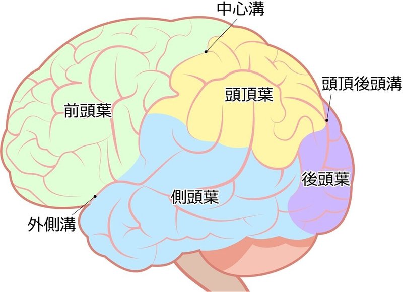 葉」「頭頂葉」「側頭葉」「後頭葉」