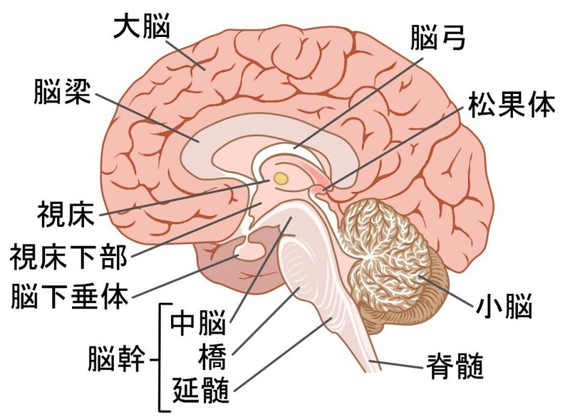 大脳　解剖