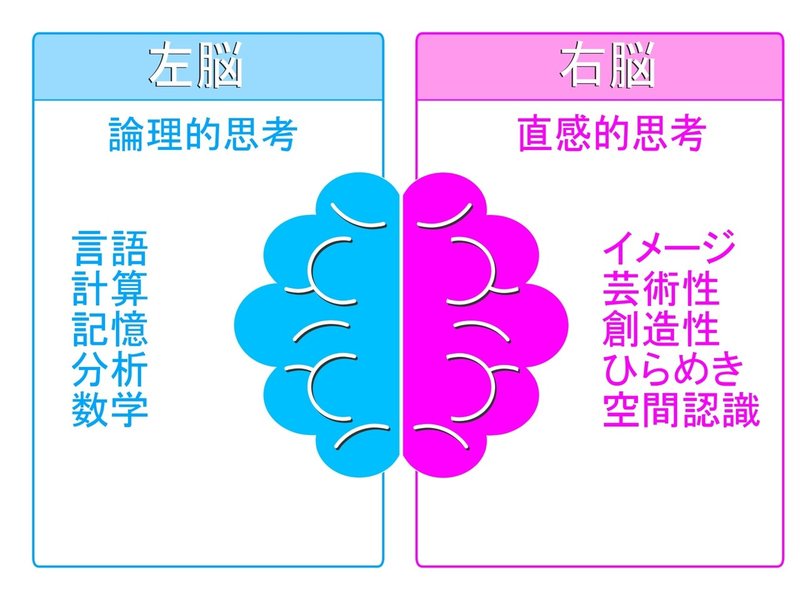 これ俗説です　右脳と左脳