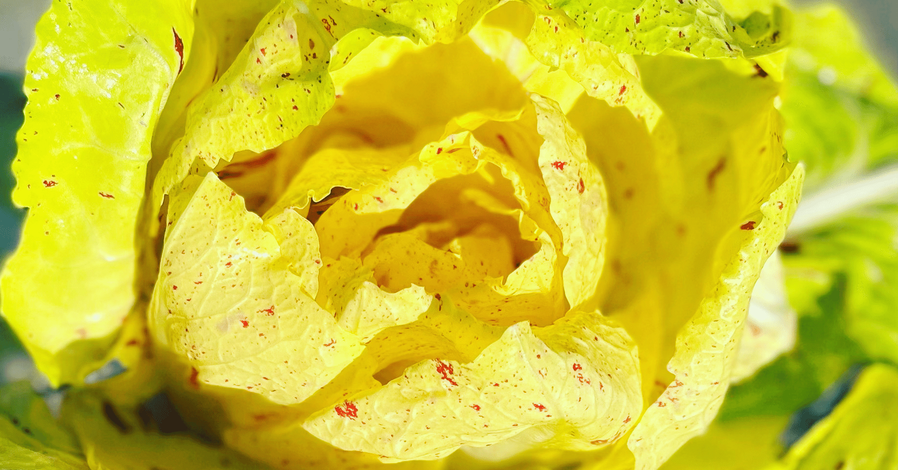 チコリの女王「カステルフランコ」｜那須高原こたろうファーム