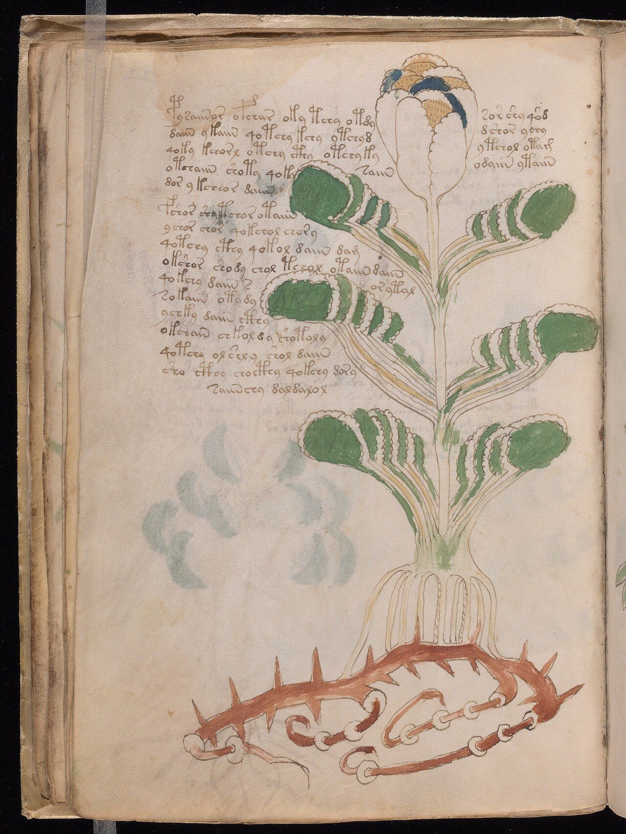 ヴォイニッチ手稿 [The Voynich Manuscript]｜キータン🦋