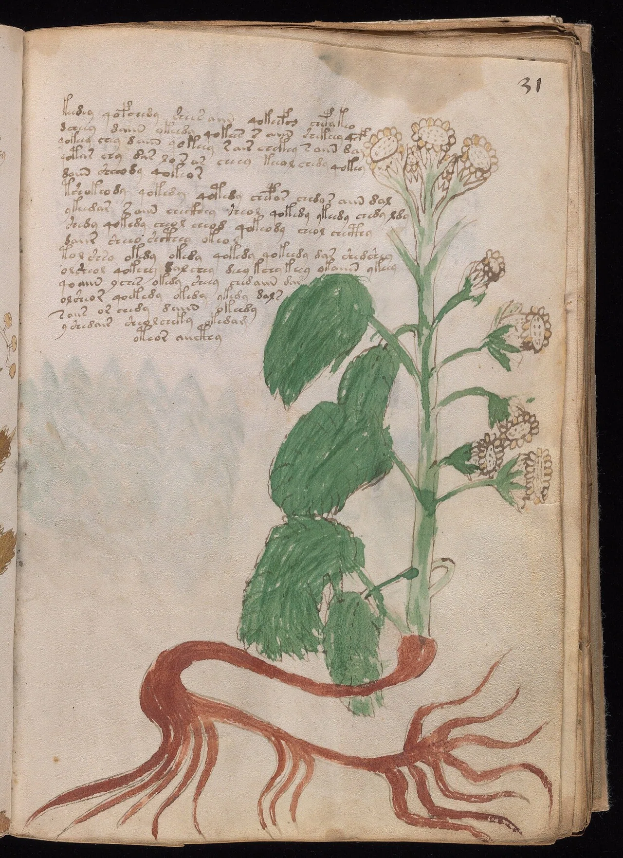ヴォイニッチ手稿 [The Voynich Manuscript]｜キータン🦋写真とAIで