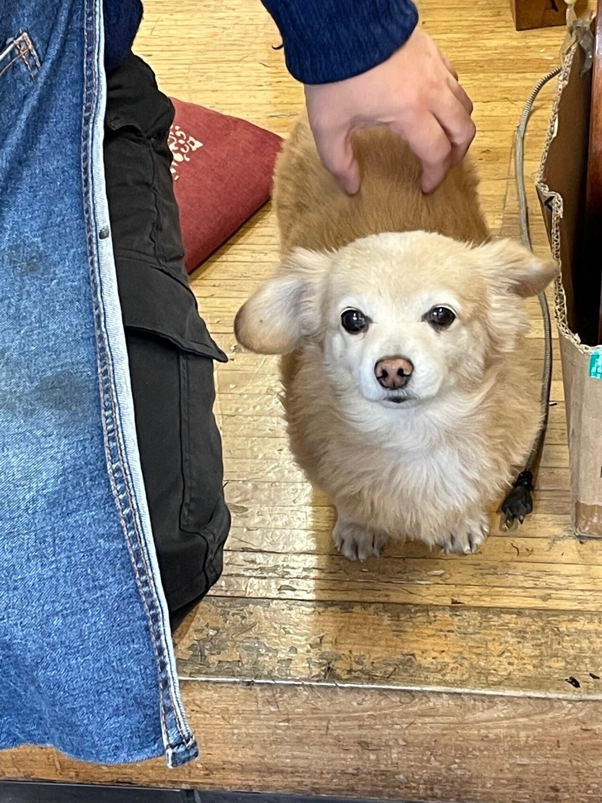 看板屋の看板犬ウィルちゃん