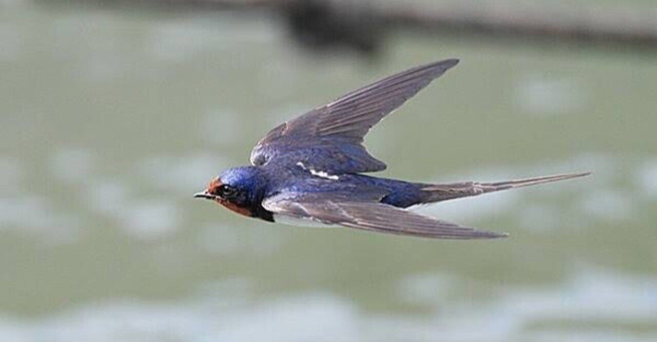 第1863回 夏鳥のツバメのこと｜翆野 大地