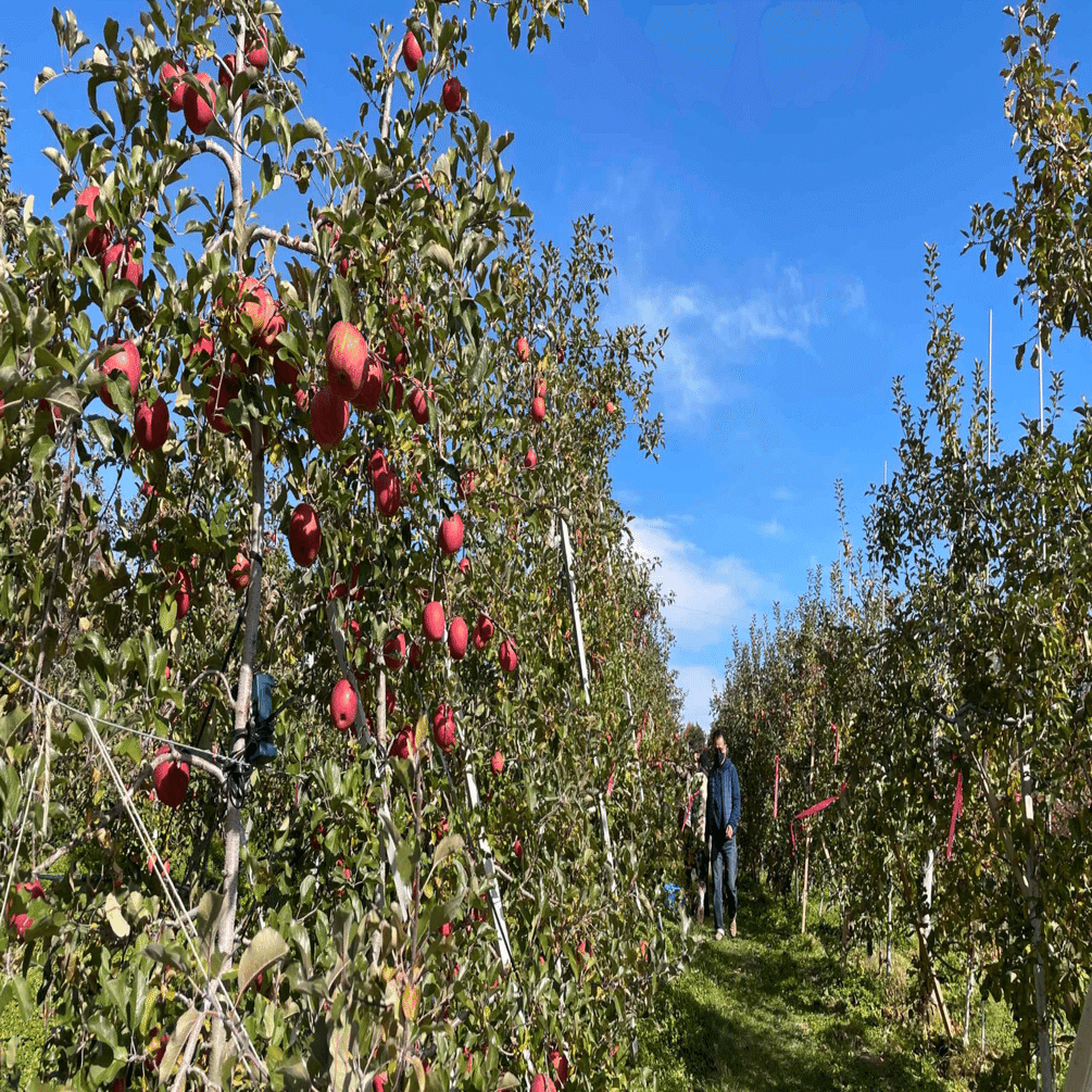 1本まるごと採り放題！「りんごの木オーナー制度」〜佐久穂町の知らざ