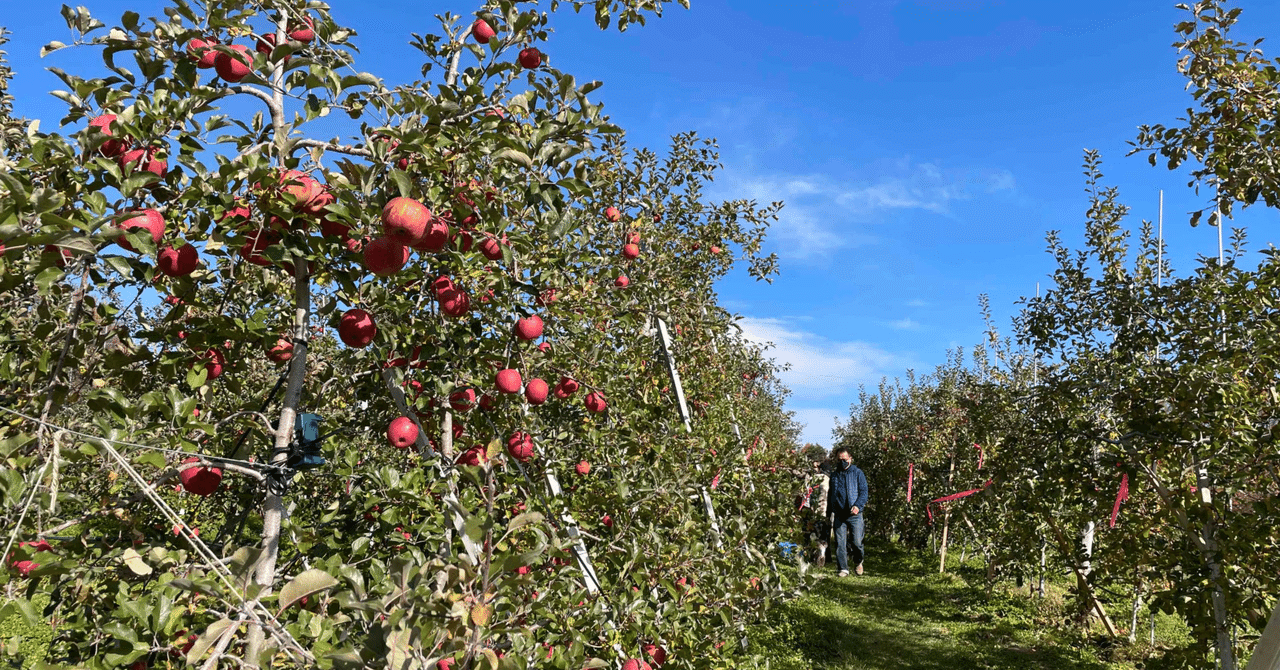 りんごの木　りんごの薪　りんごの木玉切り　ピザ屋さん必見　軽トラ1台分 りんごの木 りんごの薪 りんごの木玉切り ピザ屋さん必見 軽
