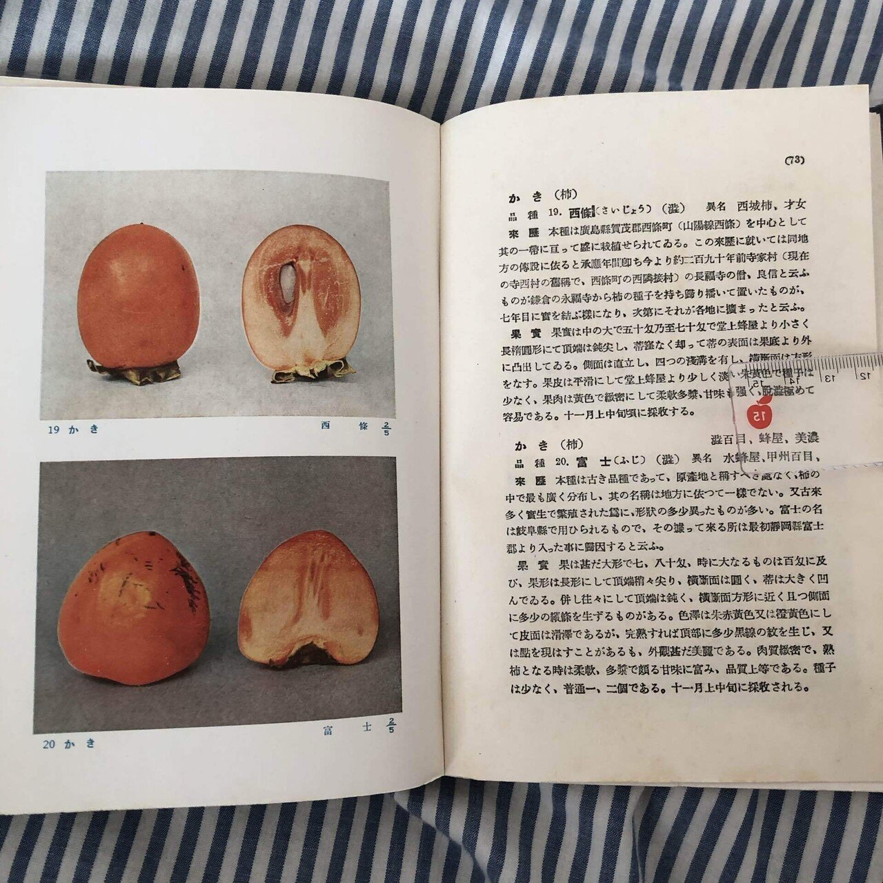 甘さと渋さは表裏一体 禅寺丸 はたんきょー Note 甘さと渋さは表裏一体 禅寺丸 はたんきょー Note