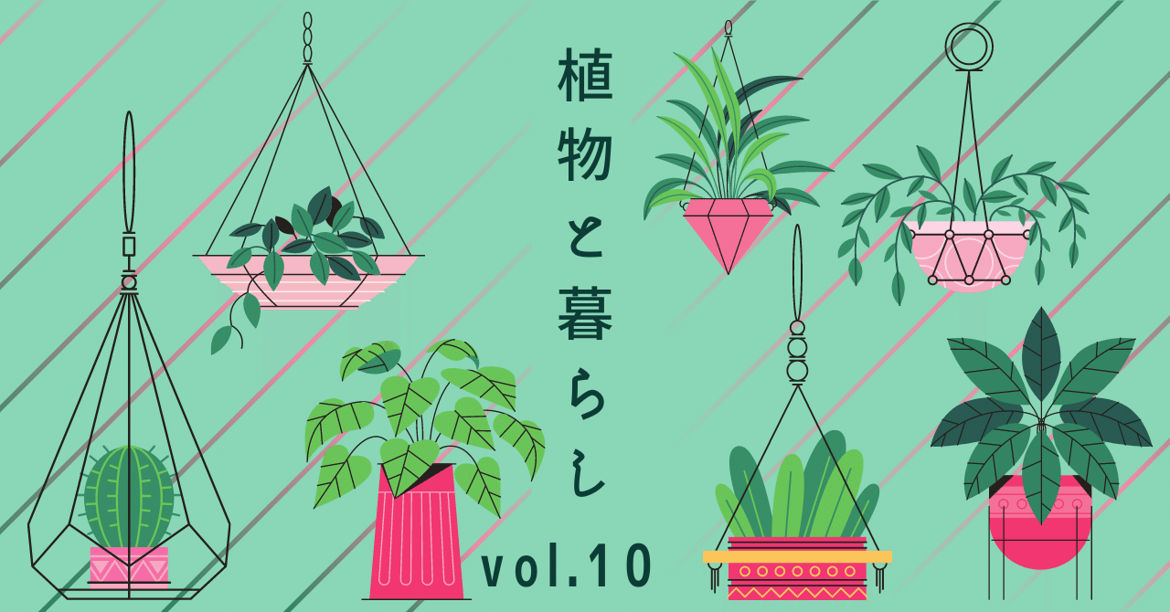 大型の観葉植物はお風呂に入れて大掃除 Haco ガーデンプランナー 庭のある暮らし植物のある暮らし Note