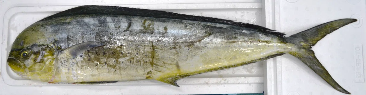 01シイラ魚