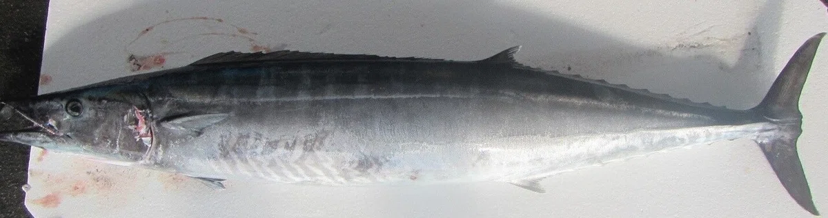 03カマスサワラ魚
