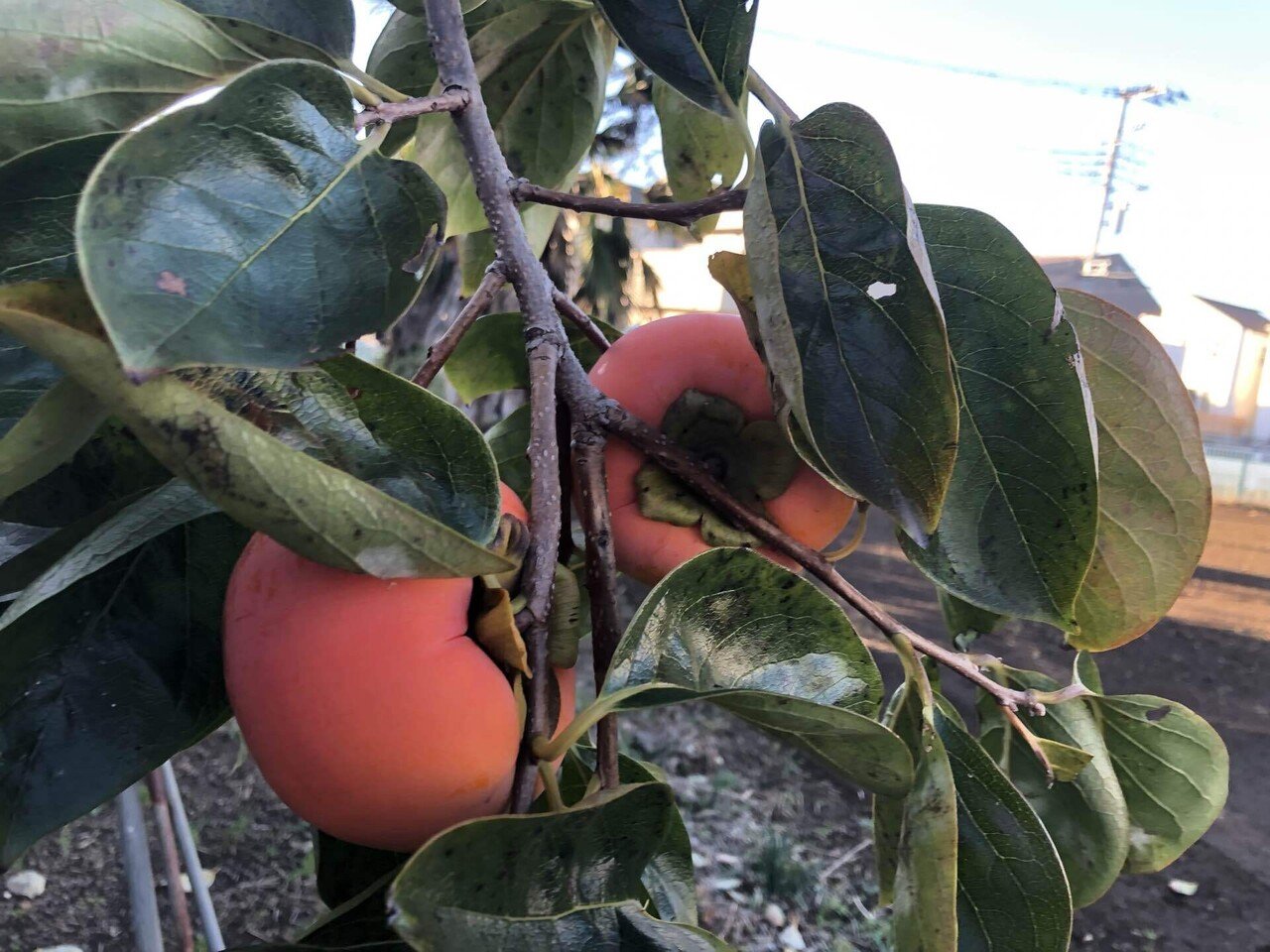 甘さと渋さは表裏一体 禅寺丸 はたんきょー Note 甘さと渋さは表裏一体 禅寺丸 はたんきょー Note