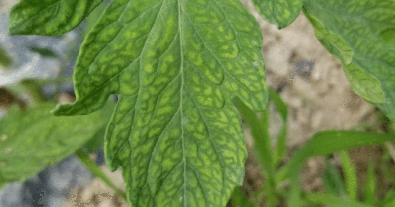 トマト 葉の網目模様 鉄欠乏 より美味しいトマトを収穫するポイント ミライ菜園 Note