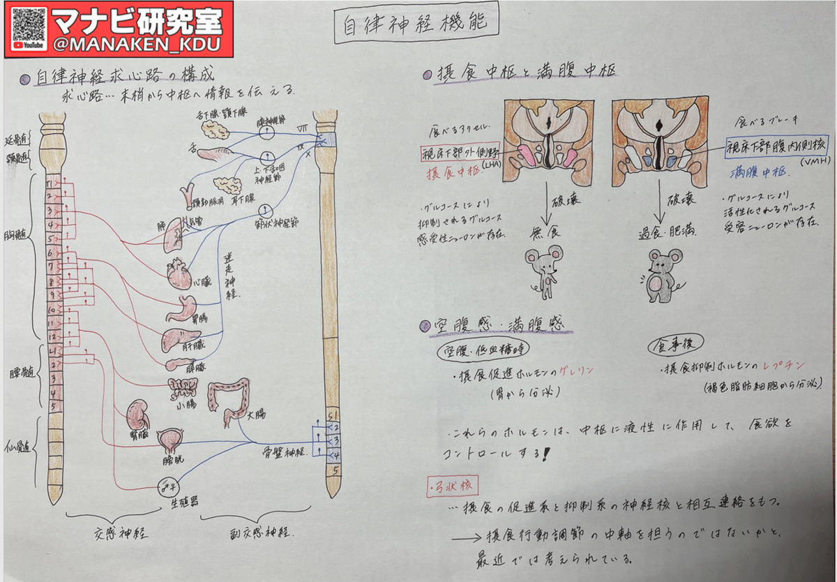 九歯大学生さんからの講義グラレコ紹介:自律神経機能Ⅱ 2021 九歯大学生さんからの講義グラレコ紹介:自律神経機能Ⅱ 2021