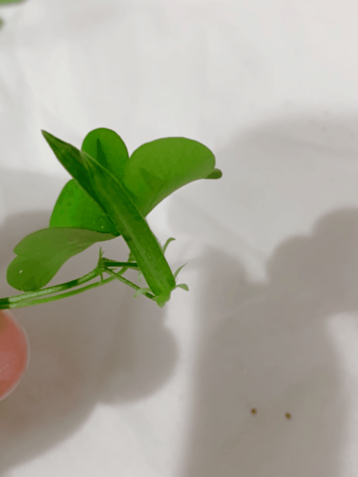 バラを育てているはずが バラの鉢に生えた雑草をじっくり観察して楽しんじゃった話 塩辛いか乃 当たり前を疑うアラフィフ主婦ライター Note バラを育てているはずが バラの鉢に生えた雑草をじっくり観察して楽しんじゃった話 塩辛いか乃 当たり前を疑うアラフィフ主婦ライター Note