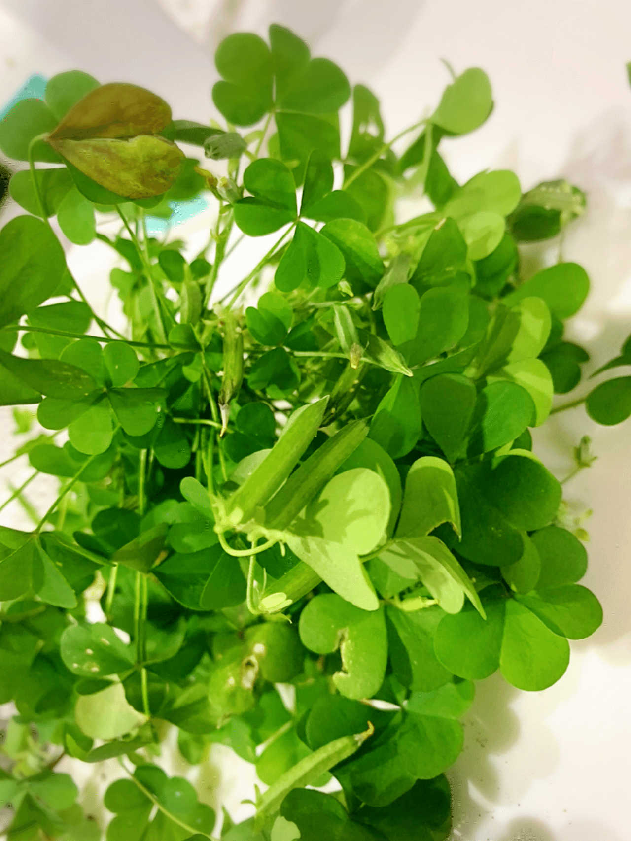 バラを育てているはずが バラの鉢に生えた雑草をじっくり観察して楽しんじゃった話 塩辛いか乃 当たり前を疑うアラフィフ主婦ライター Note バラを育てているはずが バラの鉢に生えた雑草をじっくり観察して楽しんじゃった話 塩辛いか乃 当たり前を疑うアラフィフ主婦ライター Note