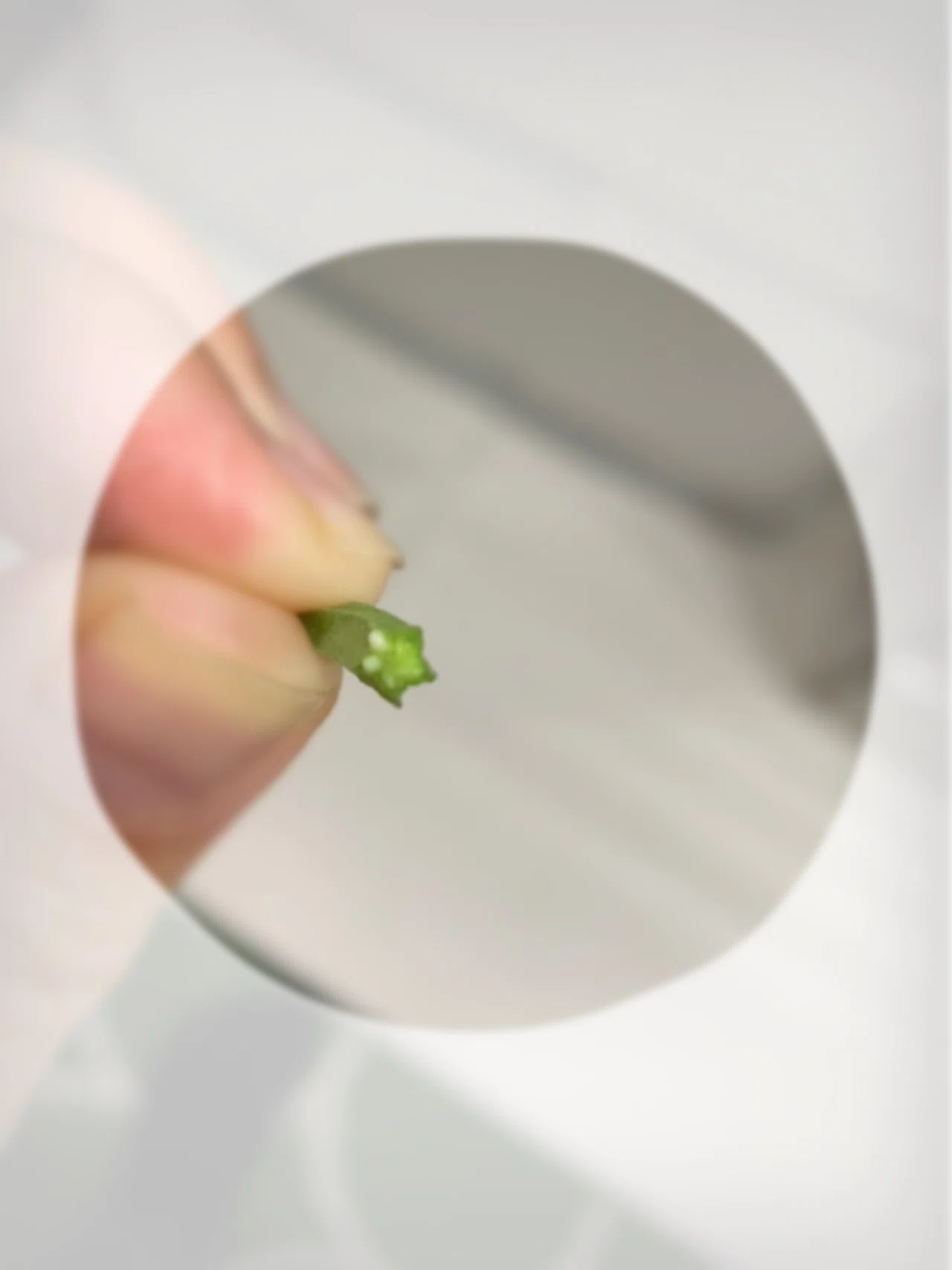 バラを育てているはずが、バラの鉢に生えた雑草をじっくり観察して