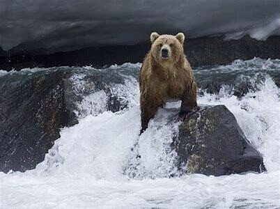 冬の季語 熊 冬眠 穴もたず眠らない熊ギラつく目 あなもたずねむらないくまぎらつくめ 穴持たず冬眠しない恐ろしや あなもたずとうみんしないおそろしや 冬眠前に餌をおなか一杯食べていない熊は冬 もんちゃん Note