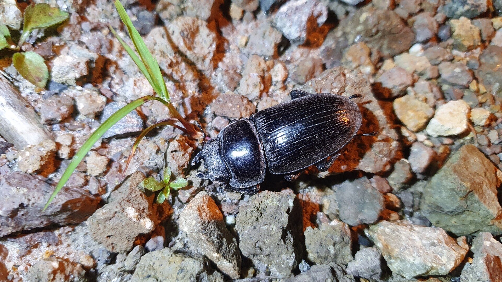【野外品】オオクワガタWD特大/佐賀県採集 A former trader tells] Stories about giant stag beetles that you
