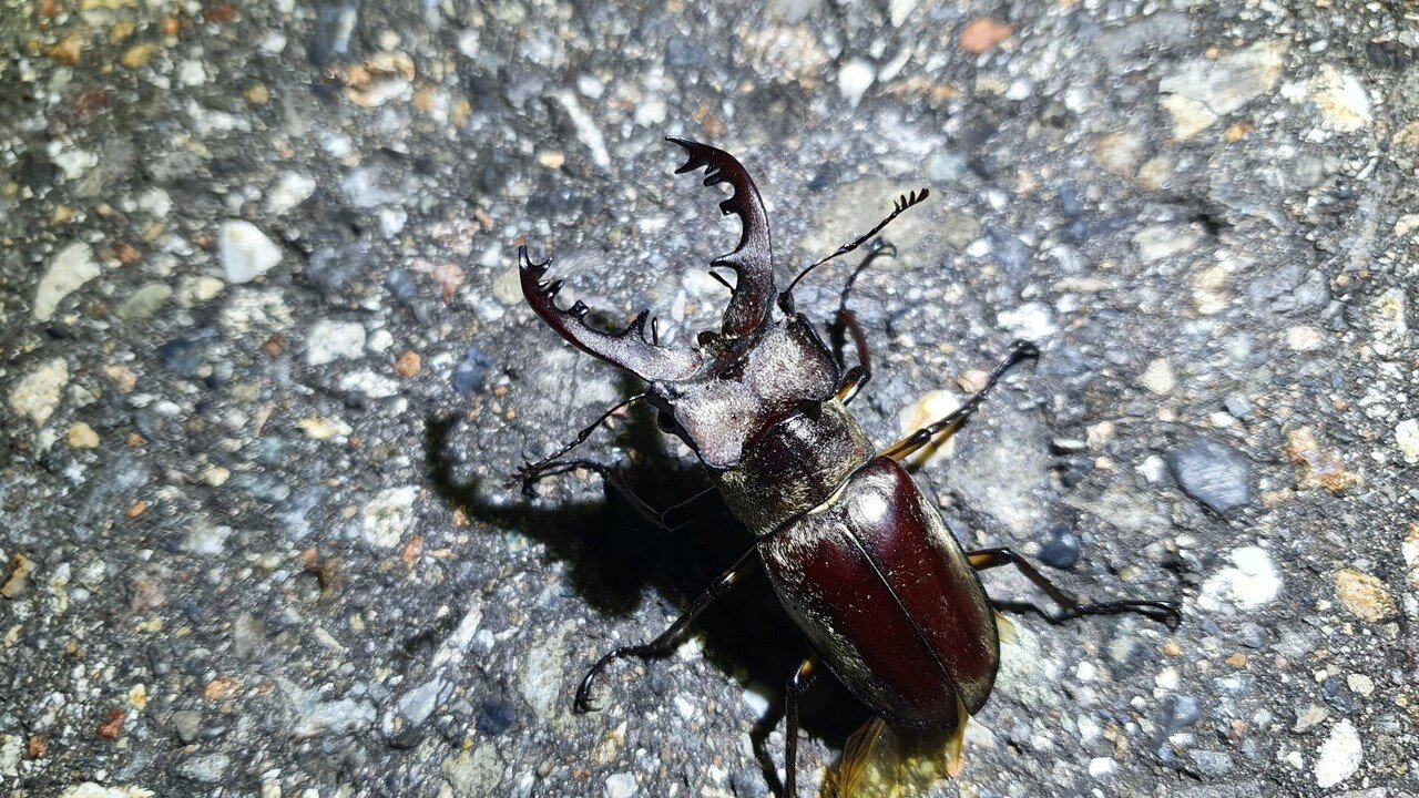 オオクワガタ(福島県/山形県) 夏季街灯巡り採集記｜キヨタミ
