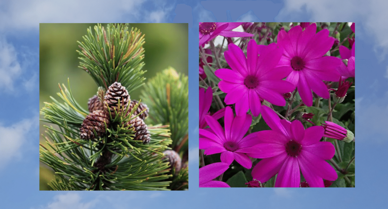 今日の花 マツ 花言葉 不老長寿 哀れみ 同情 同情されるより ねたまれる方がいい ヘロドトス 紫のサイネリア 花言葉 喜び 元気 苦痛は短く喜びは永遠である フリードリヒ フォン シラー だー Note