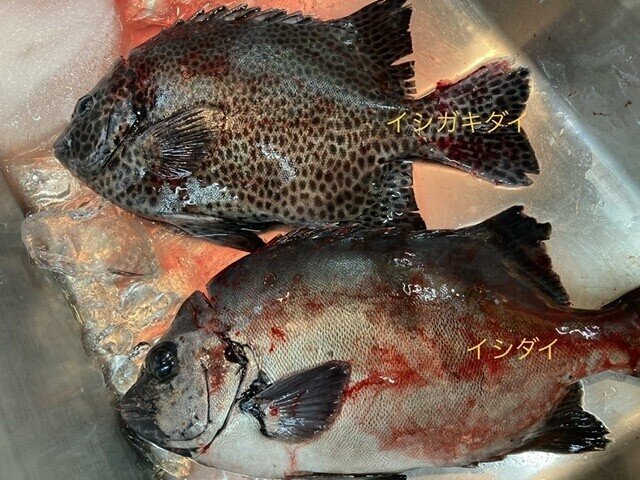 珍しい魚発見 おさかなマイスター神谷 Note