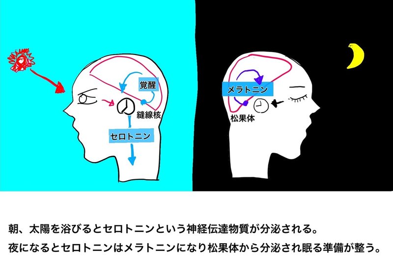 セロトニン　メラトニン　体内時計　リセット