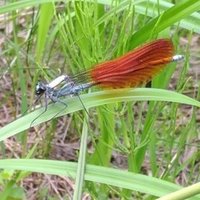 アメフトの上級問題3問目と炭酸カルシウムの使い道4つ目 ユウ Note