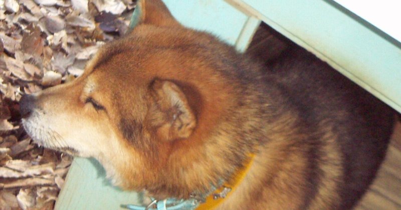 バカ犬 の新着タグ記事一覧 Note つくる つながる とどける