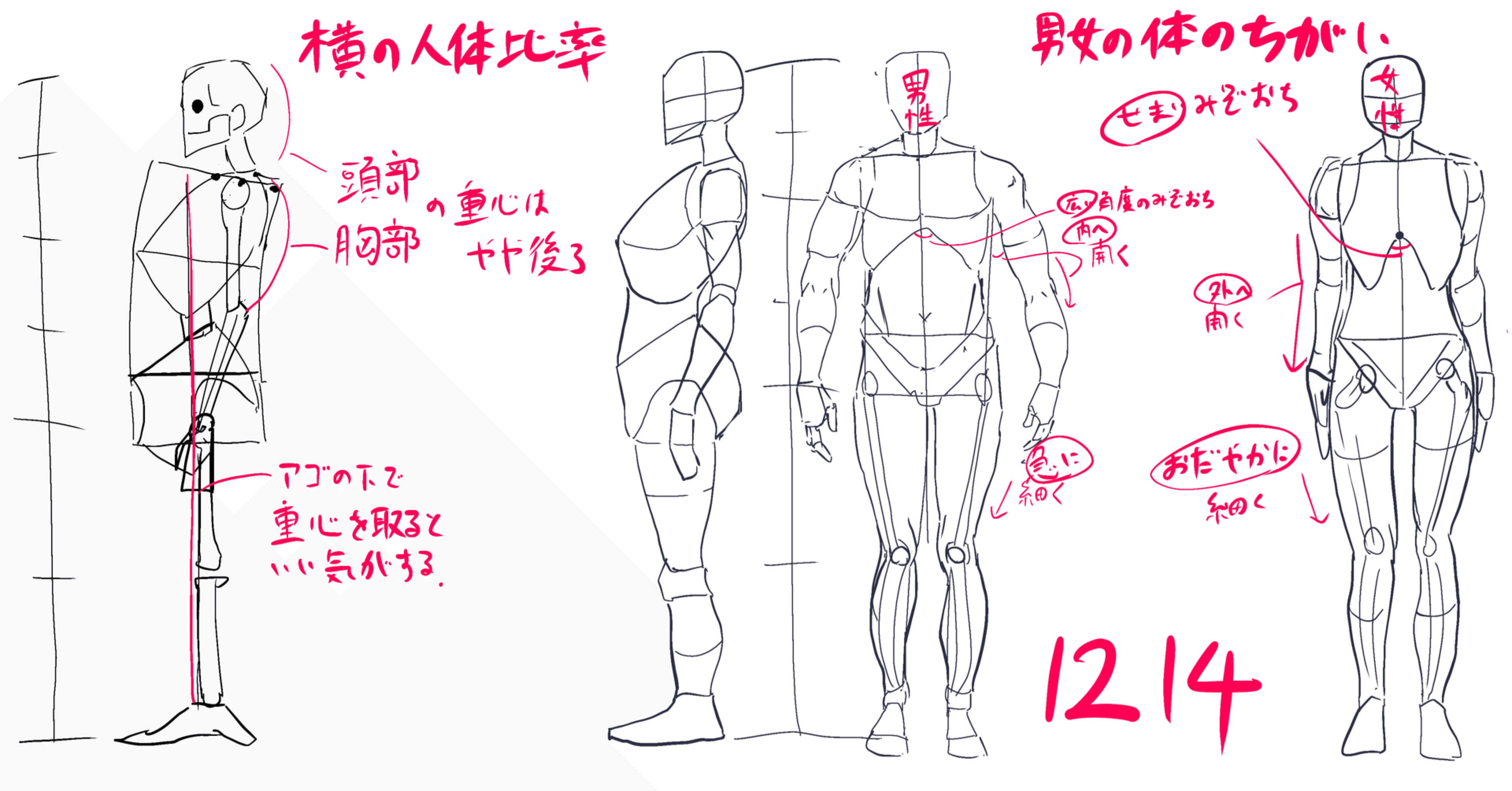 今日のイラスト 横向きの人体比率と男女の体の違い めありぃ Note
