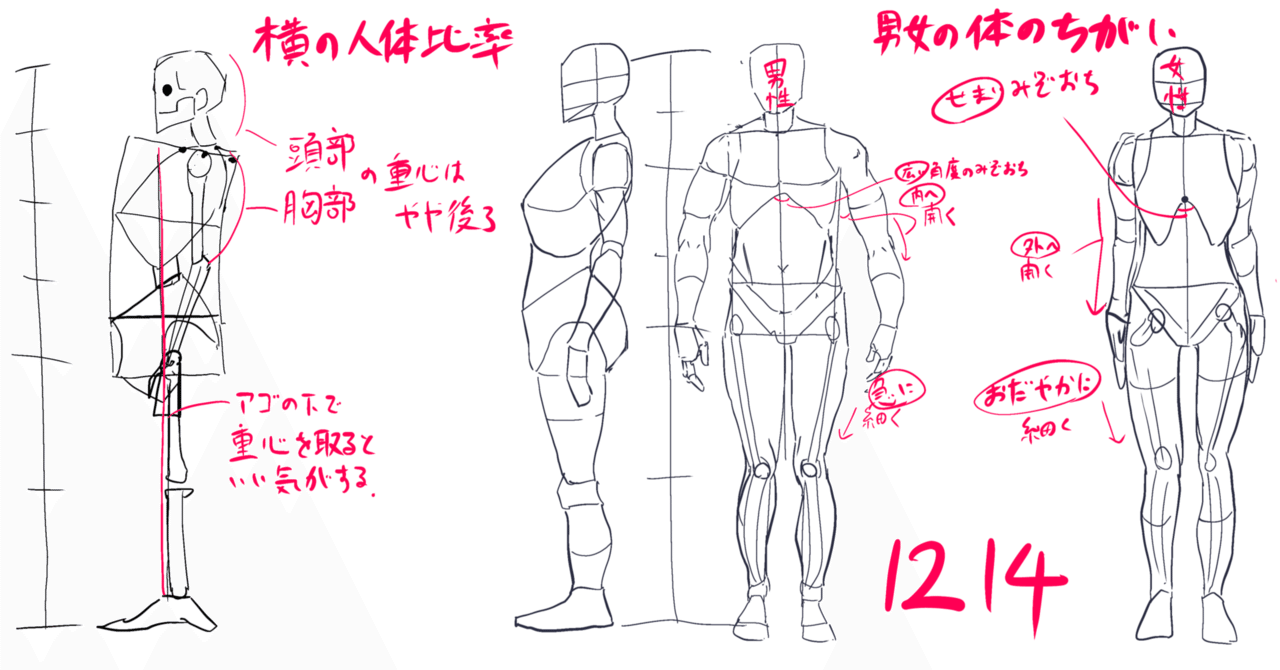 今日のイラスト 横向きの人体比率と男女の体の違い めありぃ Note 今日のイラスト 横向きの人体比率と男女の体の違い めありぃ Note