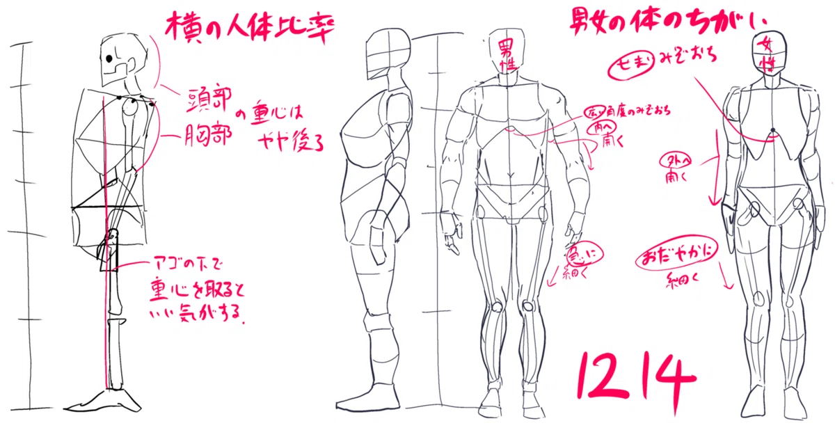 ?今日のイラスト:横向きの人体比率と男女の体の違い｜めありぃ