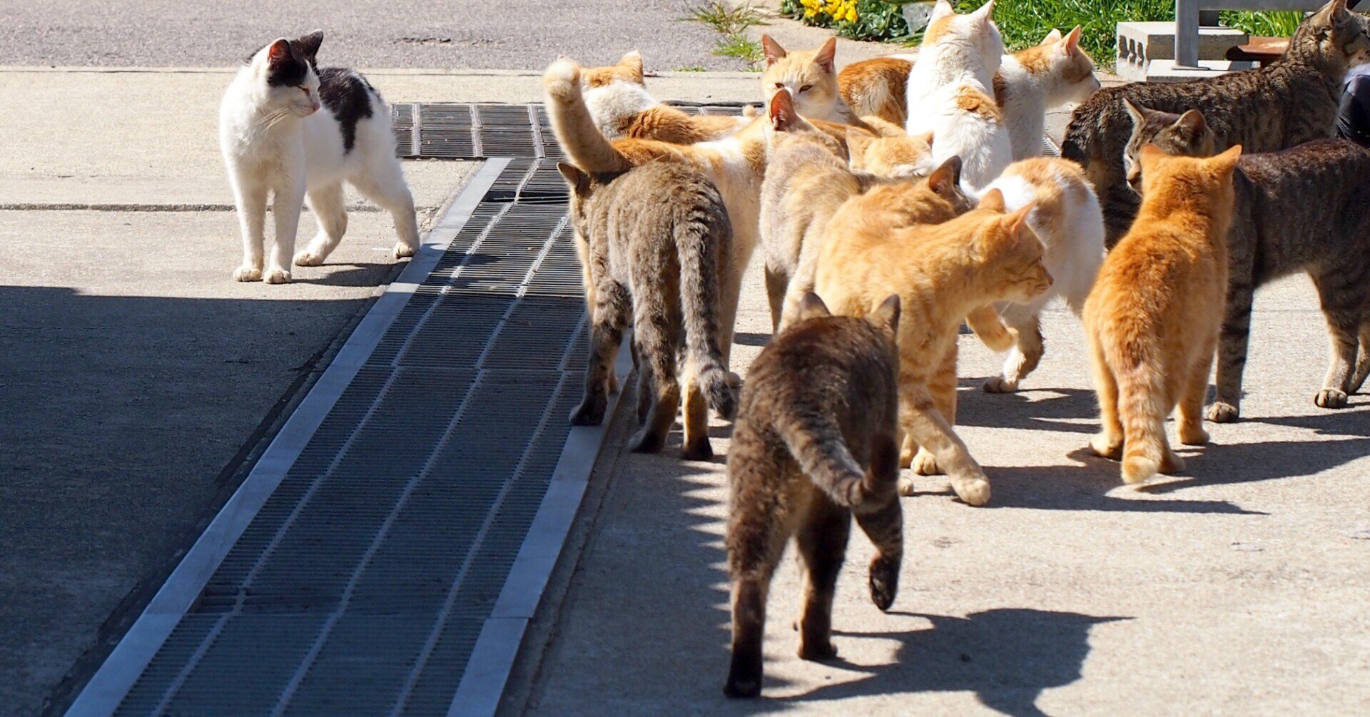 猫ちゃんによる最適化(をしたかった)｜ゲータレード