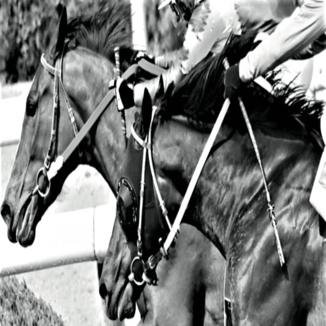 競馬パネル：トウショウボーイ「1977年 第7回高松宮杯」※白黒直線 競馬パネル：トウショウボーイ「1977年 第7回高松宮杯」※白黒4角 競馬